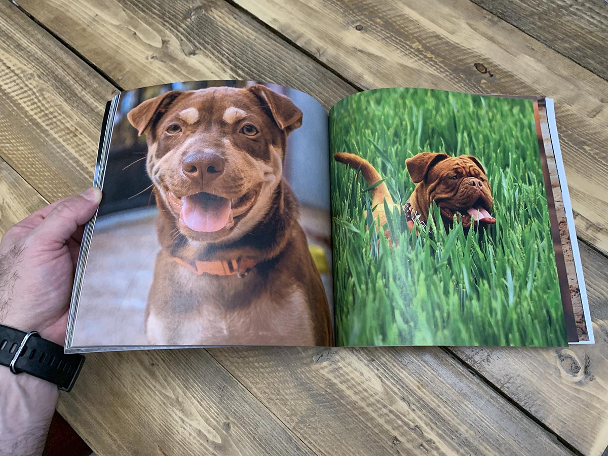Dogs Photo Book Gift Ideas For Seniors With Dementia