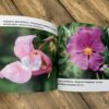 Flowers: Photo Book With Large Print - Image 3