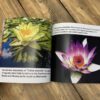 Flowers: Photo Book With Large Print - Image 6