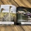 Birds: Photo Book With Large Print - Image 5