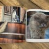 senior-gift-ideas-dementia-cats-book-05